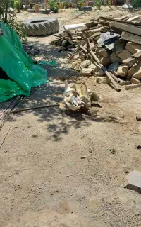 غاز جوجه غاز