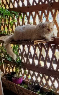 واگذاری گربه پرشین