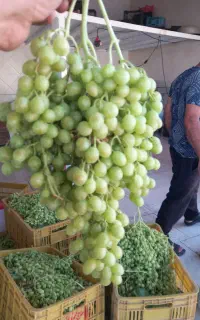 فروش ترشی غ