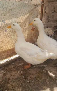 دو عدد اردک بزرگ