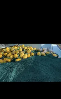 جل ماهی