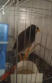 مرغ مینا