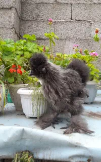 خروس ابریشمی اصیل