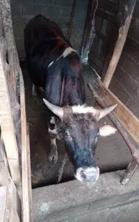 فروش گاونرمحلی