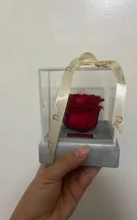 رز جاودان برند روبینا رز