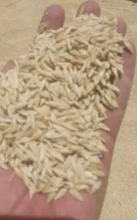 جو    پودر یونجه  کلش. یونجه