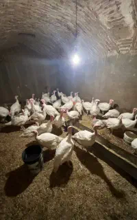 بوغلمون بیوتی گوشتی آماده کشتار