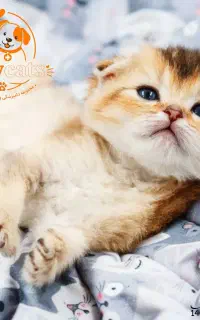 بچه گربه اسکاتیش بریتیش پرشین با اقساط ۴ماهه