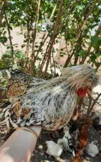 خروس جوان