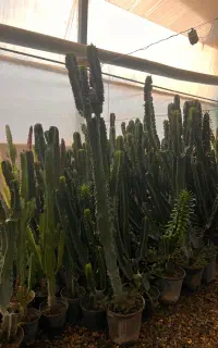 گل افوربیا اینجنس