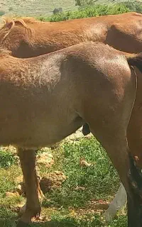 مادیان آبستن با کره اسب