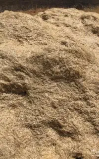 کاه نخودو عدس