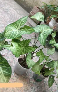 گل سینگینیوم زیبا هرکدام چندین بوته ای