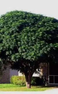 باغبانی و قطع کردن درخت بی جا ومزاحم