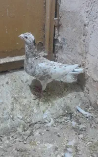 کفتر سار شکلاتی رنگی پرشی