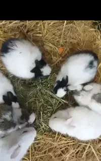 خرگوش
