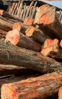 چوب بری خریدار درخت