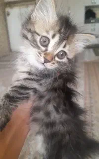گربه