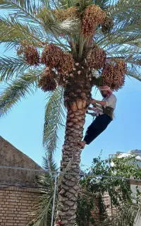 بریدن نخل قطع درخت کندن خرما سمپاشی تمیزکردن هرس