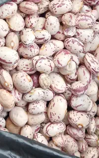 خریدارم لوبیا چیتی تناژ بالا