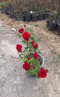 بوته درشت گل رز قرمز پر گل