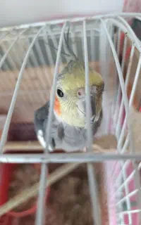 عروس هلندی