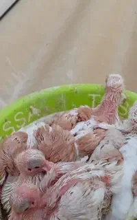 ۴عدد جوجه دوبالی زیبا