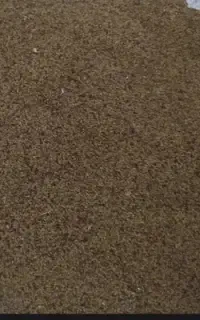 بذر یونجه بغدادی