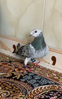 کفتر،