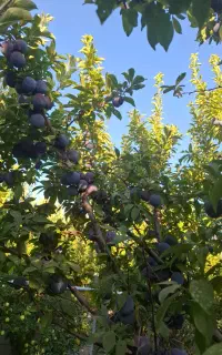 آلو کالیفرنیا
