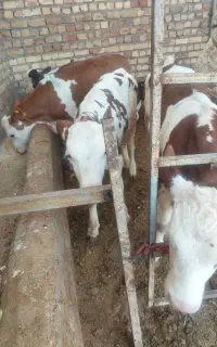 سیمینتال اصیل قطع شیر 90کیلو به بالا رو هم