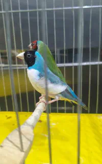 فنچ گلدین