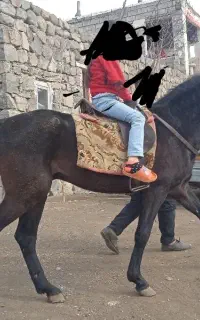اسب نر