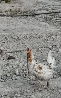 مرغ گلین