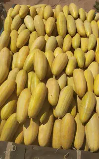 خربزه مشهدی