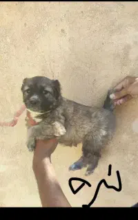 یه جفت توله سگ سرابی