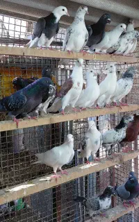 کبوتر غریبگیری