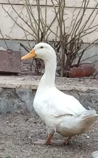اردک