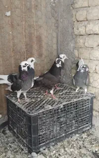 کبوترشازده پرشی