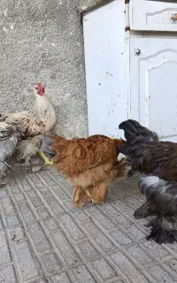 مرغ خروس برهما