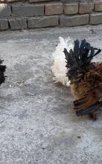 فر نژاد دار