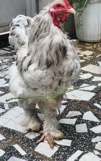 خروس برهما اصل سرحال نژاد دار