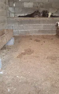 بره نر خودم می کشم ذبح می کنم