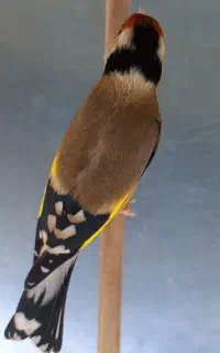 جوجه سهره لُربخون