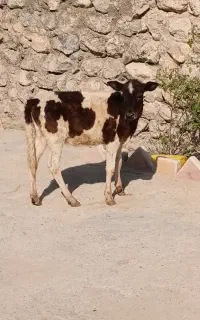 گوساله