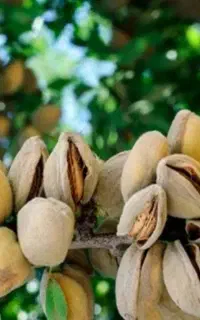 نهال های اصلاح شده دیرگل بادام پیوندی گلدانی سبز