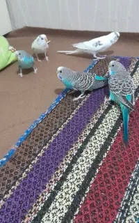 مرغ عشق