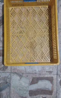 سبد