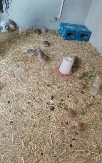 بلدرچین معاوضه