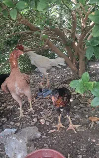 لاری. دیگه بلند تر از این خروس